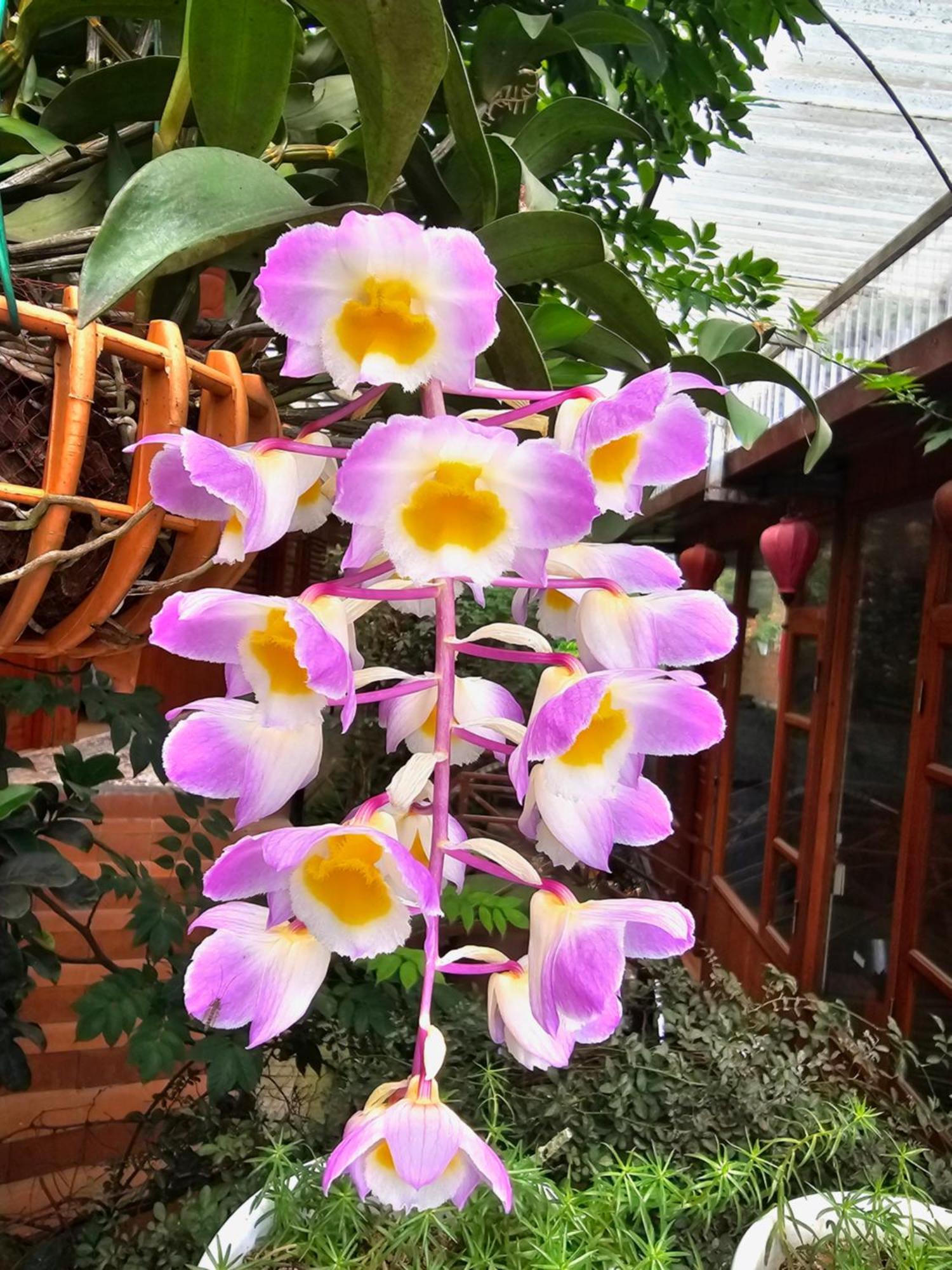 Dang Khoa Garden Inn Homestay Sapa Dış mekan fotoğraf